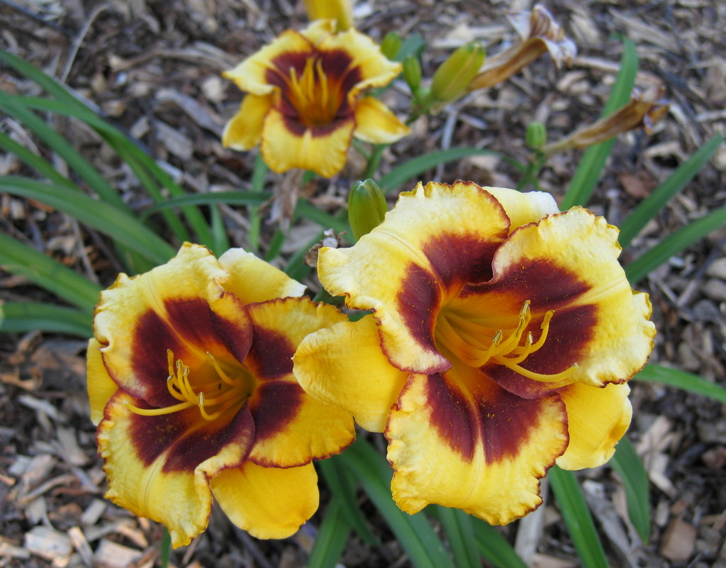 Hemerocallis 'Now and Zen'